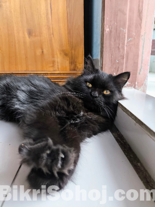 Your Persian cat